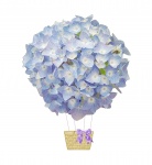 Hydrangea Flowers Vintage Ballon