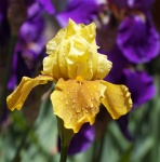Iris bloem geel