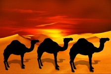 Camel v poušti