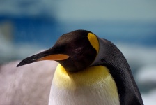 Re pinguino