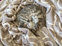 Kitten slapen
