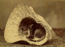 Kittle Cat