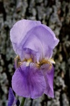 Primer plano de Iris barbudo de lavanda