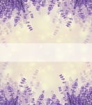 Lavender Flowers Background
