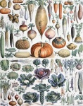 Verduras de Adolphe Millot