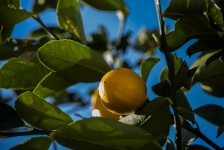 Lemon Tree Fruit