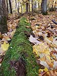 Log coberto de musgo em folhas de outono