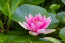 Floare de lotus