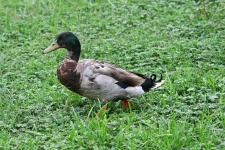 Mallard Drake On Green Meadow