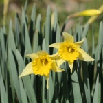 Miniature Daffodils Close-up