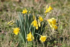 Miniature Daffodils In Grass