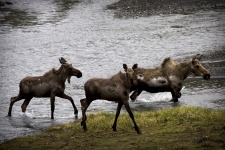 Moose Running