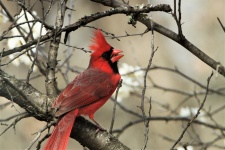 Cardinalul de Nord în primăvară