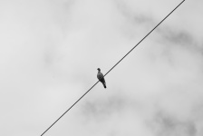 Bird lying on an electric wire