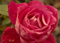 Staroświecka różowa róża
