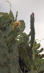 Oranje bloem op een cactusvijg