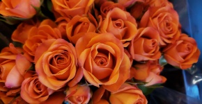 Orange Rosen-Blumen-Hintergrund