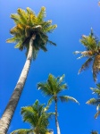 Palmbomen en blauwe hemel
