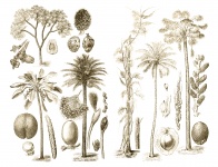 Vintage ilustracja palmy