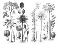 Illustrazione dell'annata delle palm
