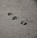 Paw prints in wet sand