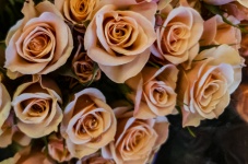 Pfirsich-Rosen-Blumen-Hintergrund