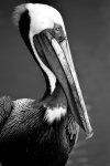 Perfil do Pelicano