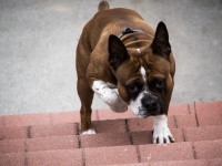 Escadas de escalada do cão de estimação