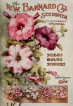Petunia flores vintage