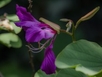 Phanera purpurea in Fuschia