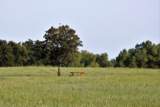 Picnic Table in a Country Field