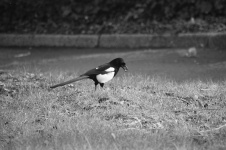 Magpie During His Meal