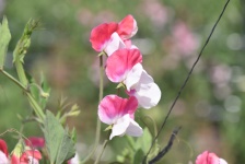Rózsaszín és fehér édes borsó virágok