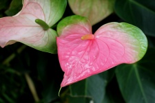 Roze hartvormige bloem