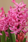 Pink Hyacinth Blooms Close-up