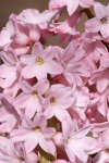 Close-up de flores de jacinto rosa