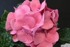 Pink Hydrangea Bloom Close-up