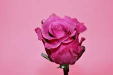 Rosa Rose Bud su sfondo rosa