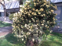 Planta cu flori galbene