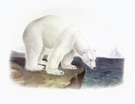 Arte de la vendimia del oso polar