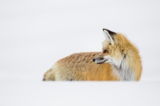 Portret de Red Fox
