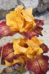 Paars en goud baard Iris