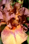 Purple And Gold Iris Close-up