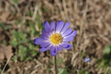 Viola Anemone Wildflower della Carolina