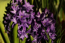 Close-up roxo das flores do jacinto