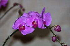 Purple Orchids On Gray Background