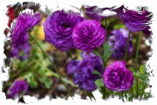 Purple Persian Buttercup Flowers