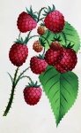 Rubus de frambuesa 1872