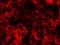 Fundo vermelho e preto da textura