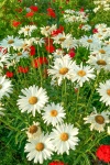 Rote und weiße Blumen
